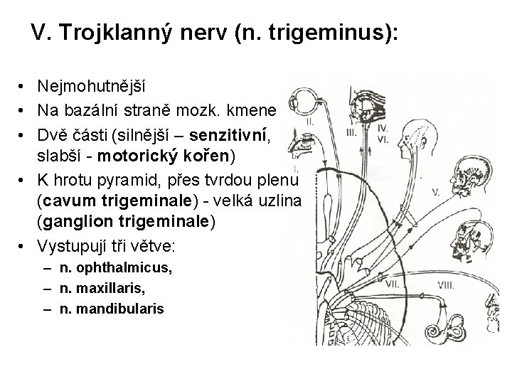 V. Trojklanný nerv (n. trigeminus): • Nejmohutnější • Na bazální straně mozk. kmene •