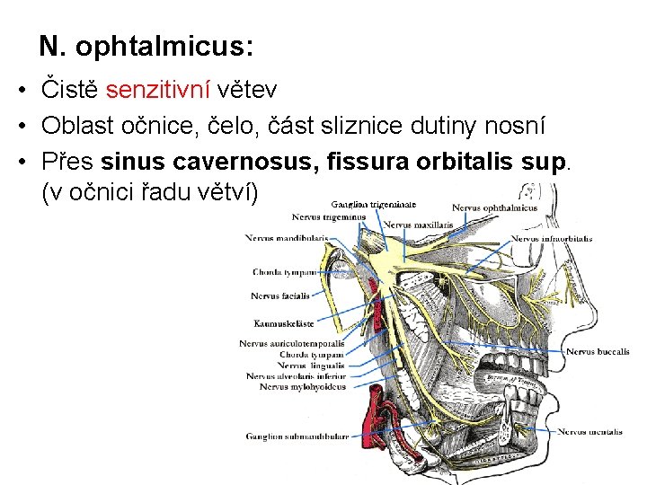N. ophtalmicus: • Čistě senzitivní větev • Oblast očnice, čelo, část sliznice dutiny nosní