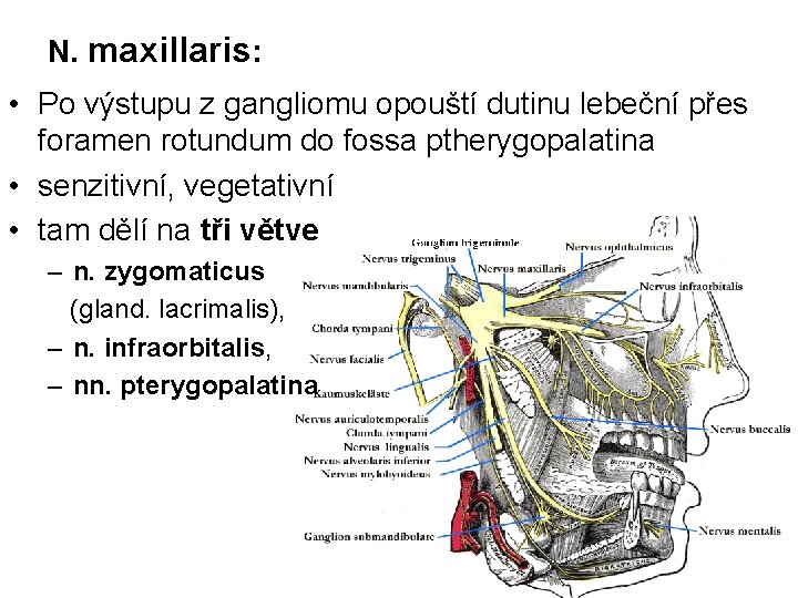 N. maxillaris: • Po výstupu z gangliomu opouští dutinu lebeční přes foramen rotundum do