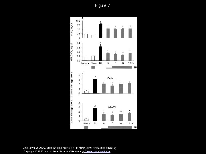 Figure 7 Kidney International 2003 641620 -1631 DOI: (10. 1046/j. 1523 -1755. 2003. 00268.