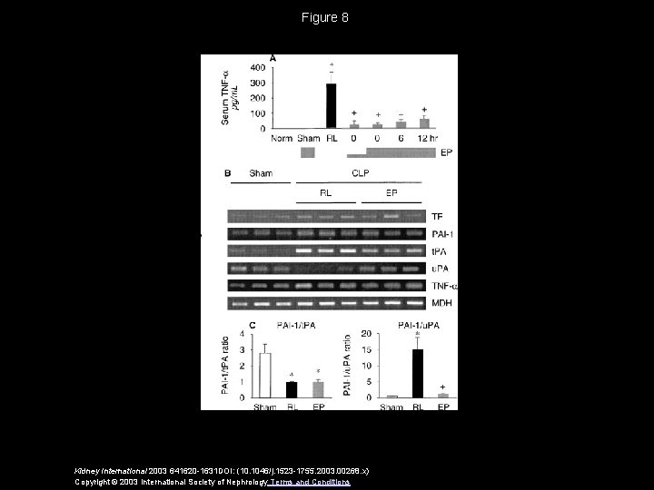 Figure 8 Kidney International 2003 641620 -1631 DOI: (10. 1046/j. 1523 -1755. 2003. 00268.