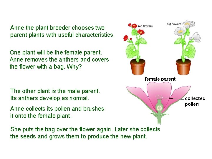 9 A Plant-breeding techniques Anne the plant breeder chooses two parent plants with useful