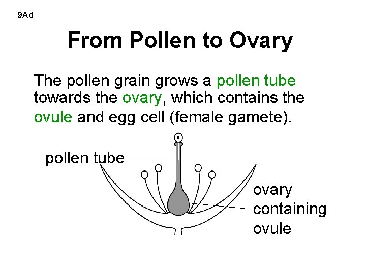 9 Ad From Pollen to Ovary The pollen grain grows a pollen tube towards