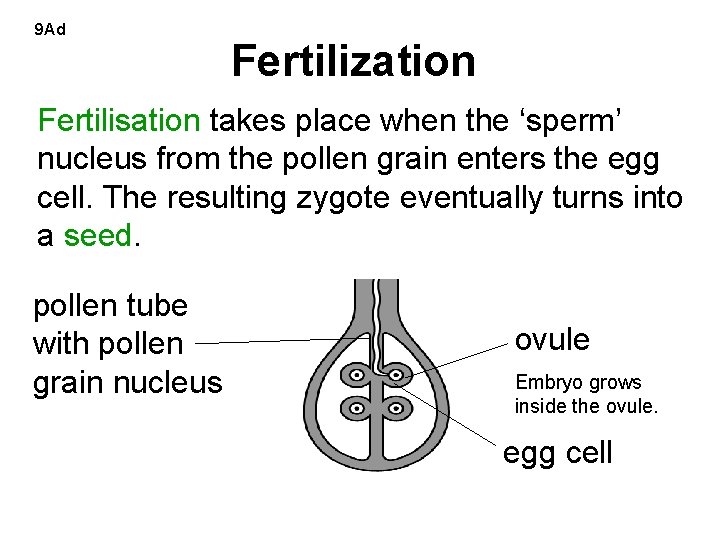 9 Ad Fertilization Fertilisation takes place when the ‘sperm’ nucleus from the pollen grain