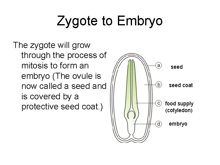 Zygote to Embryo The zygote will grow through the process of mitosis to form