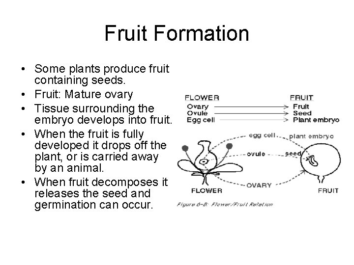 Fruit Formation • Some plants produce fruit containing seeds. • Fruit: Mature ovary •