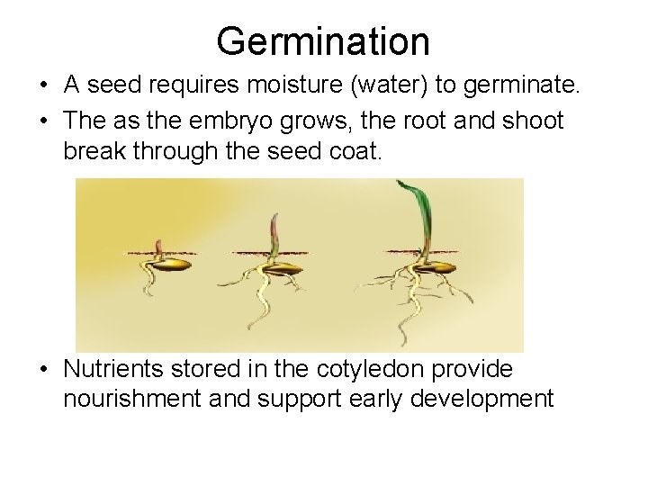 Germination • A seed requires moisture (water) to germinate. • The as the embryo