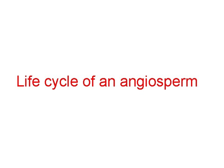 Life cycle of an angiosperm 