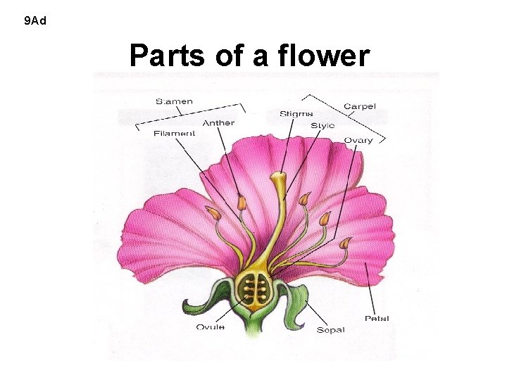 9 Ad Parts of a flower 