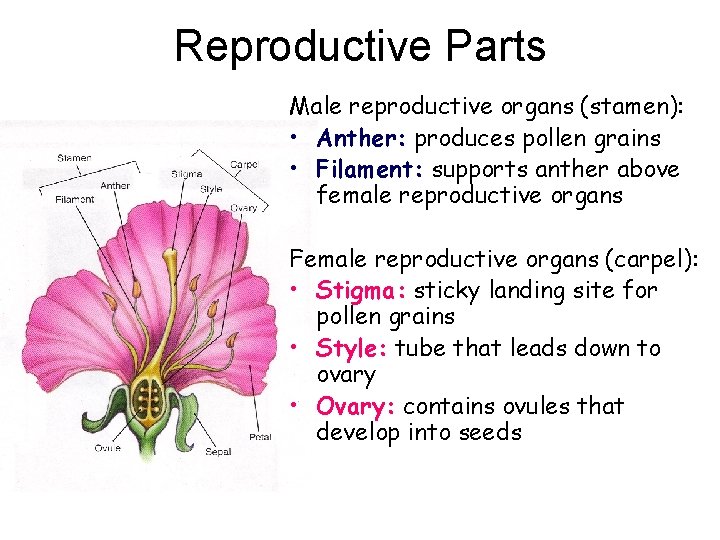 Reproductive Parts Male reproductive organs (stamen): • Anther: produces pollen grains • Filament: supports