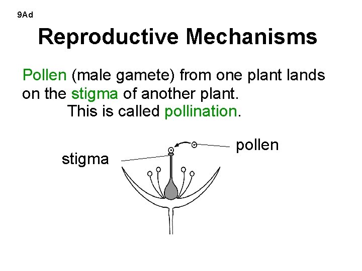 9 Ad Reproductive Mechanisms Pollen (male gamete) from one plant lands on the stigma