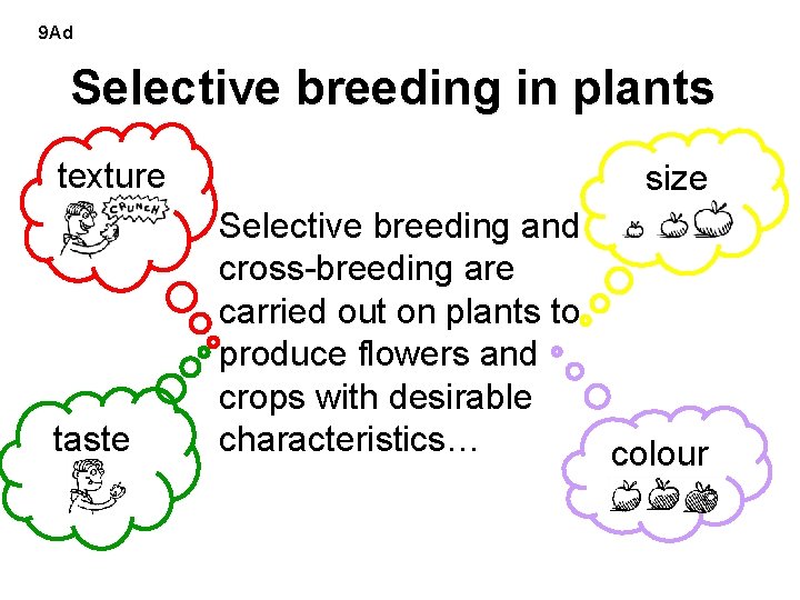 9 Ad Selective breeding in plants texture taste size Selective breeding and cross-breeding are