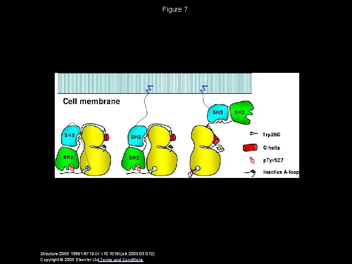Figure 7 Structure 2005 13861 -871 DOI: (10. 1016/j. str. 2005. 03. 012) Copyright