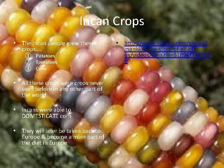 Incan Crops • The Incan people grew these crops…. ① Potatoes ② Tomatoes ③ Incan Crops • The Incan people grew these crops…. ① Potatoes ② Tomatoes ③