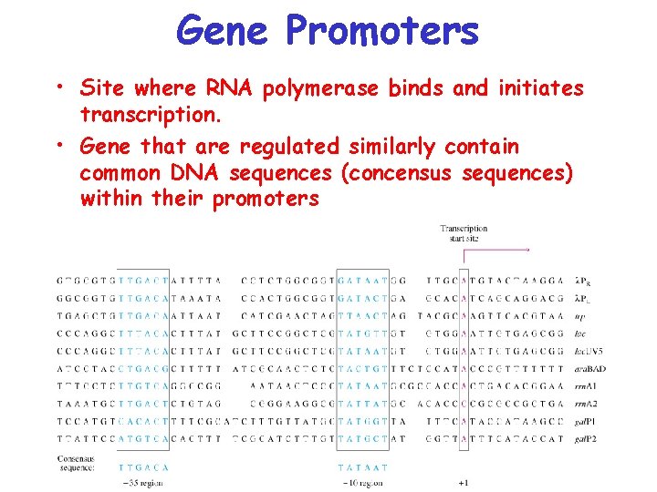 Gene Promoters • Site where RNA polymerase binds and initiates transcription. • Gene that