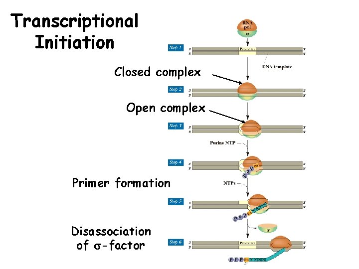 Transcriptional Initiation Closed complex Open complex Primer formation Disassociation of s-factor 