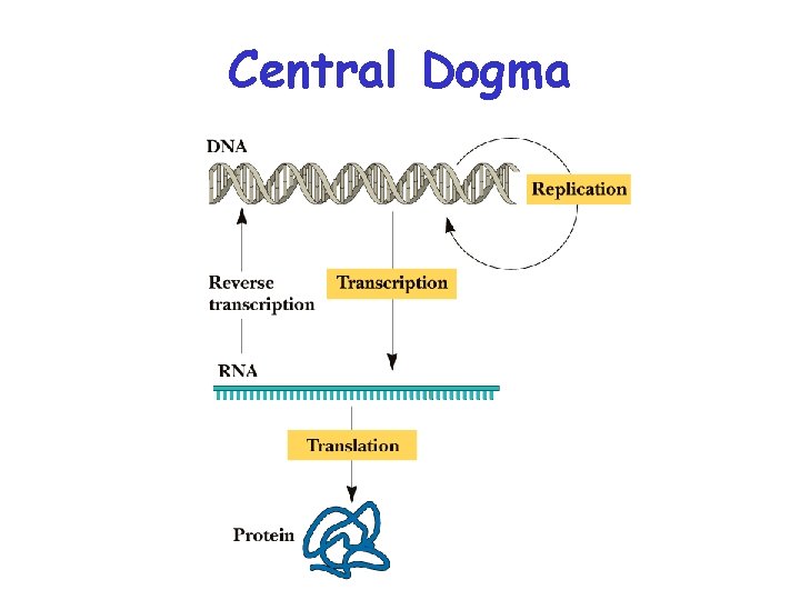 Central Dogma 