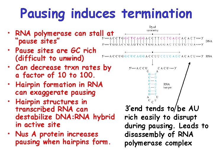 Pausing induces termination • RNA polymerase can stall at “pause sites” • Pause sites