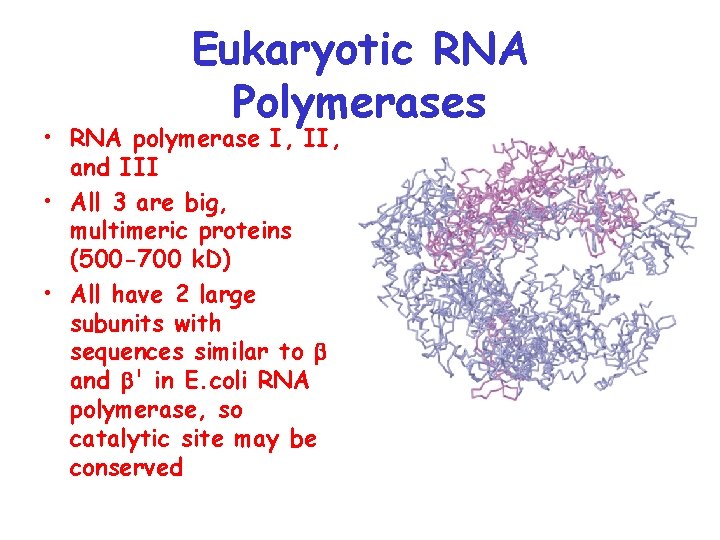 Eukaryotic RNA Polymerases • RNA polymerase I, II, and III • All 3 are