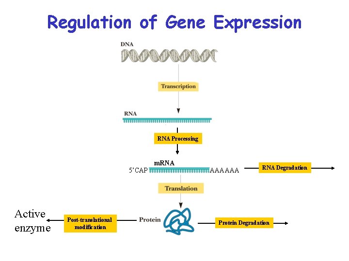 Regulation of Gene Expression RNA Processing 5’CAP Active enzyme Post-translational modification m. RNA AAAAAA