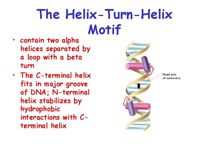 The Helix-Turn-Helix Motif • contain two alpha helices separated by a loop with a