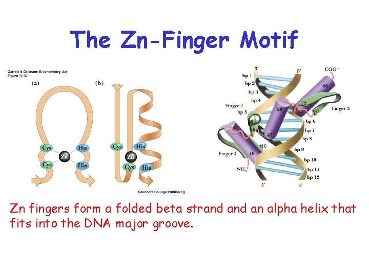 The Zn-Finger Motif Zn fingers form a folded beta strand an alpha helix that