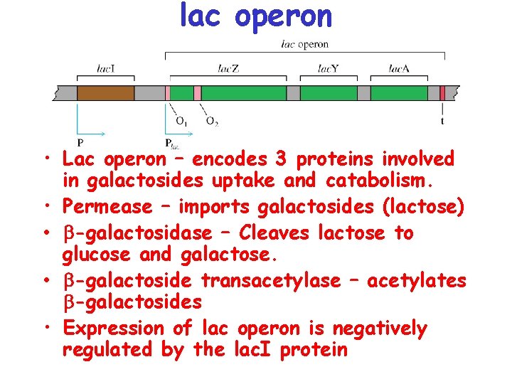lac operon • Lac operon – encodes 3 proteins involved in galactosides uptake and