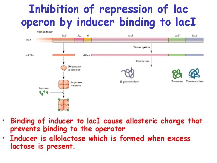Inhibition of repression of lac operon by inducer binding to lac. I • Binding