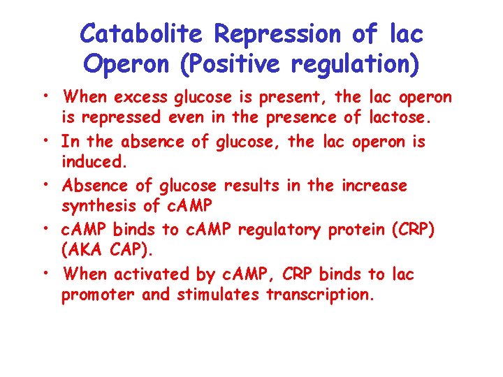 Catabolite Repression of lac Operon (Positive regulation) • When excess glucose is present, the