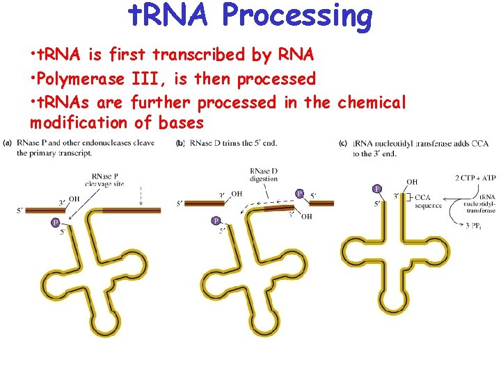 t. RNA Processing • t. RNA is first transcribed by RNA • Polymerase III,