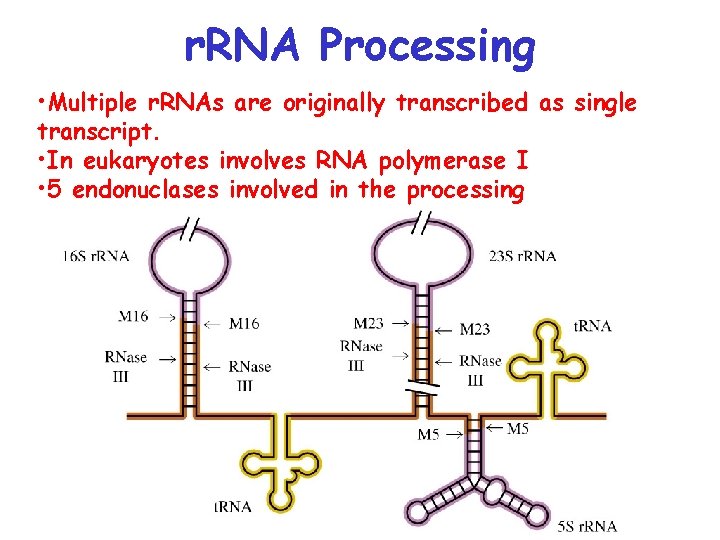 r. RNA Processing • Multiple r. RNAs are originally transcribed as single transcript. •