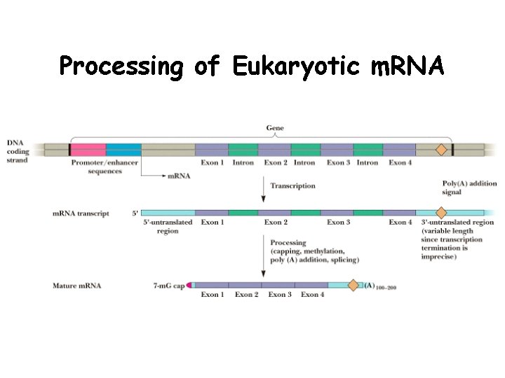Processing of Eukaryotic m. RNA 