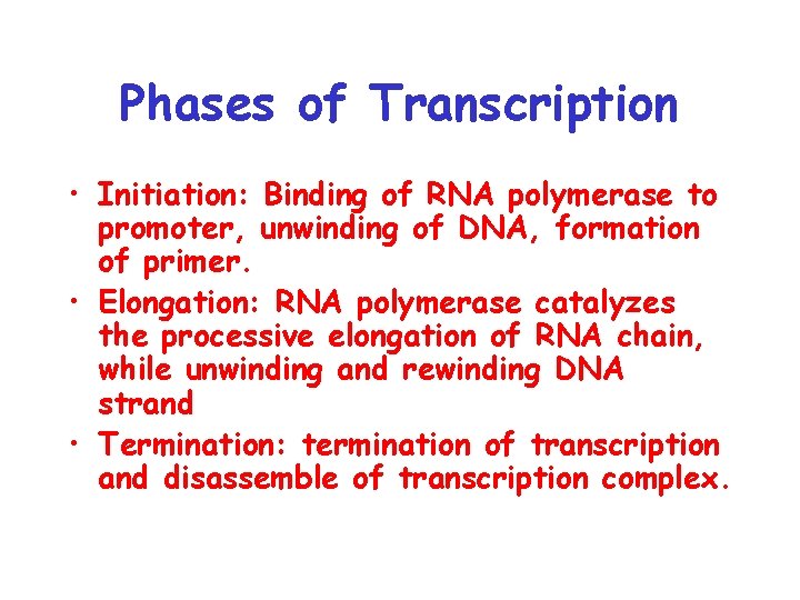 Phases of Transcription • Initiation: Binding of RNA polymerase to promoter, unwinding of DNA,