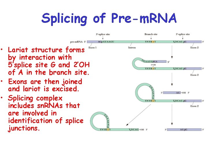 Splicing of Pre-m. RNA • Lariat structure forms by interaction with 5’splice site G