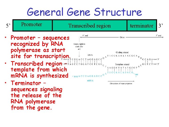 General Gene Structure 5’ Promoter Transcribed region • Promoter – sequences recognized by RNA