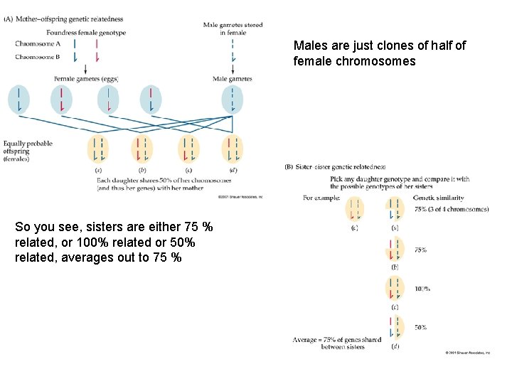 Males are just clones of half of female chromosomes So you see, sisters are