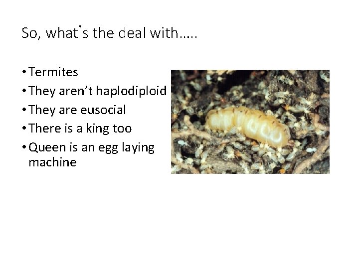 So, what’s the deal with…. . • Termites • They aren’t haplodiploid • They