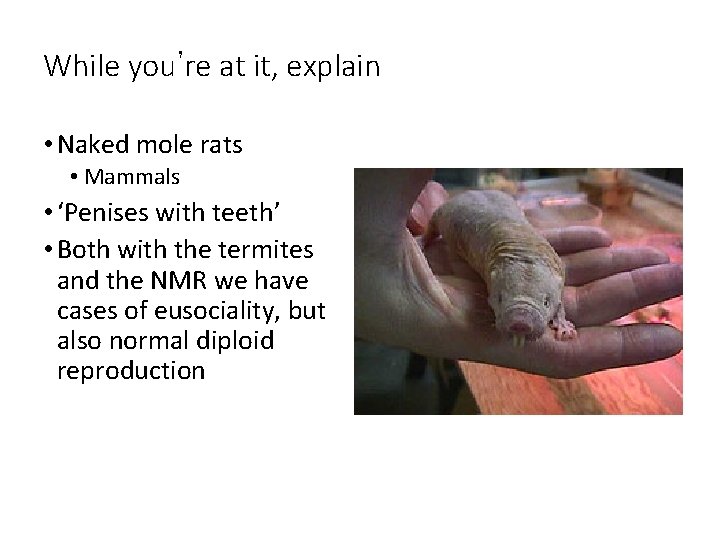 While you’re at it, explain • Naked mole rats • Mammals • ‘Penises with