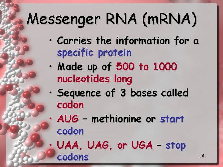 Messenger RNA (m. RNA) • Carries the information for a specific protein • Made