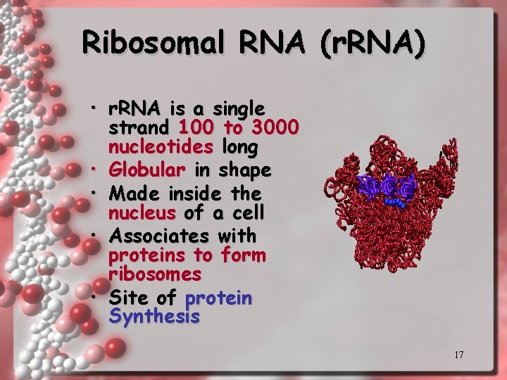 Ribosomal RNA (r. RNA) • r. RNA is a single strand 100 to 3000