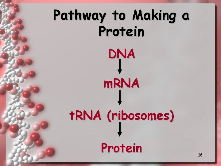 Pathway to Making a Protein DNA m. RNA t. RNA (ribosomes) Protein 26 