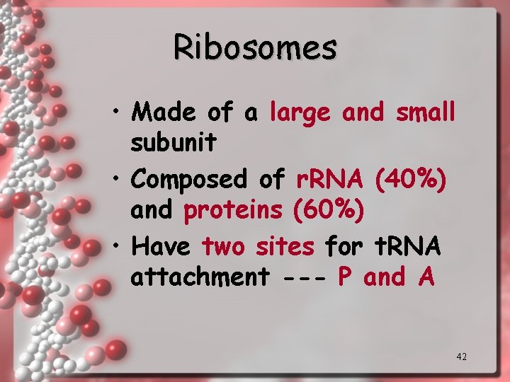 Ribosomes • Made of a large and small subunit • Composed of r. RNA