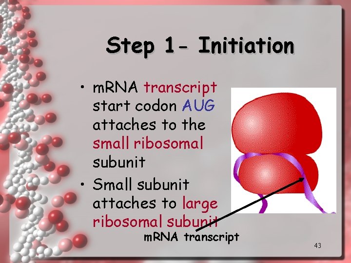 Step 1 - Initiation • m. RNA transcript start codon AUG attaches to the