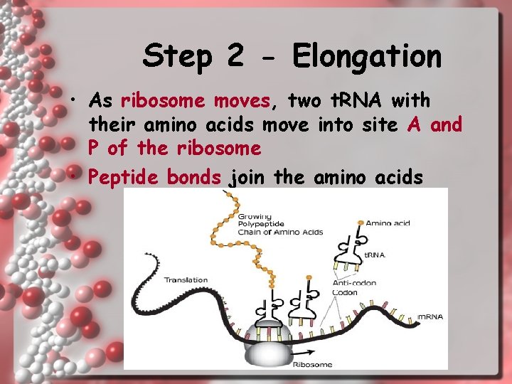 Step 2 - Elongation • As ribosome moves, two t. RNA with their amino