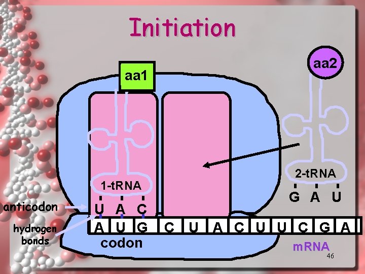 Initiation aa 1 1 -t. RNA anticodon hydrogen bonds U A C A U
