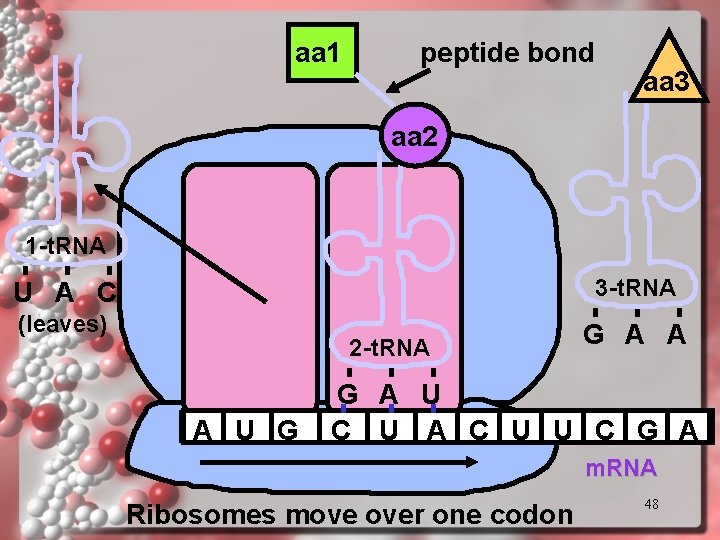 aa 1 peptide bond aa 3 aa 2 1 -t. RNA 3 -t. RNA