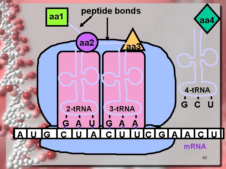 aa 1 peptide bonds aa 2 aa 4 aa 3 4 -t. RNA 2