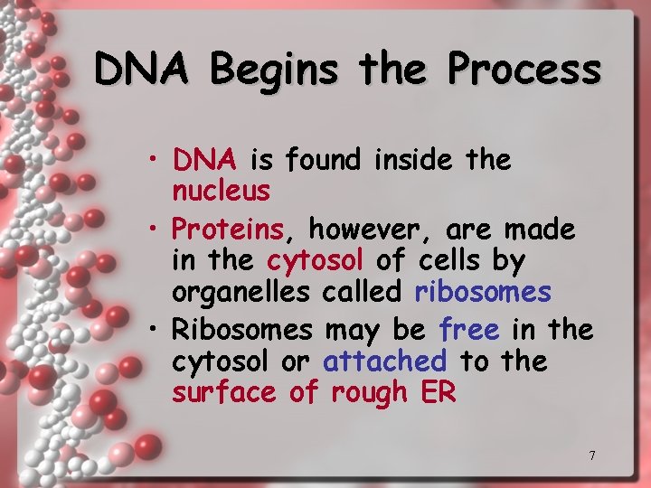 DNA Begins the Process • DNA is found inside the nucleus • Proteins, however,