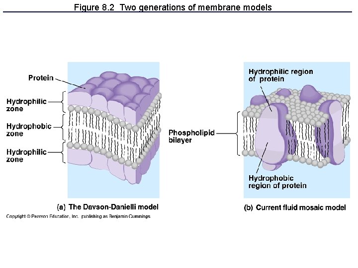 Membrane Modelling Group Membranes Chapter 7 The plasma membrane Separates living