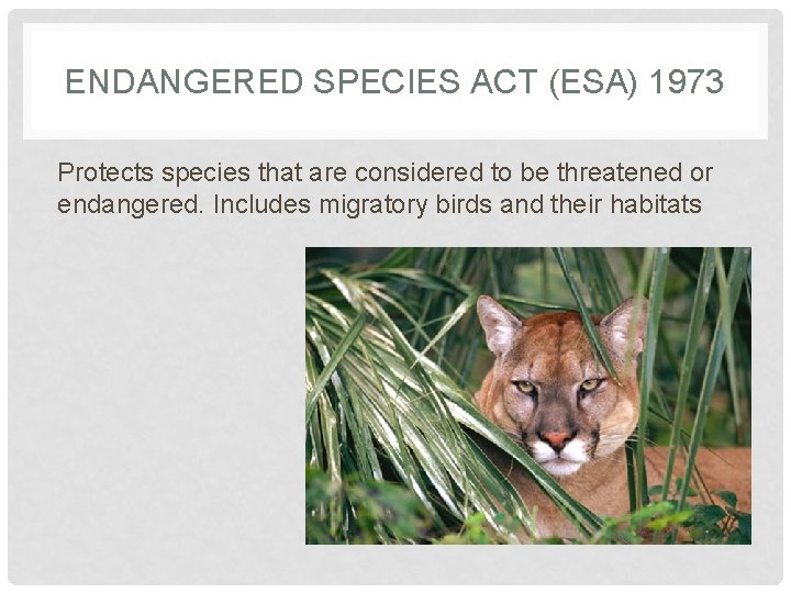 ENDANGERED SPECIES ACT (ESA) 1973 Protects species that are considered to be threatened or
